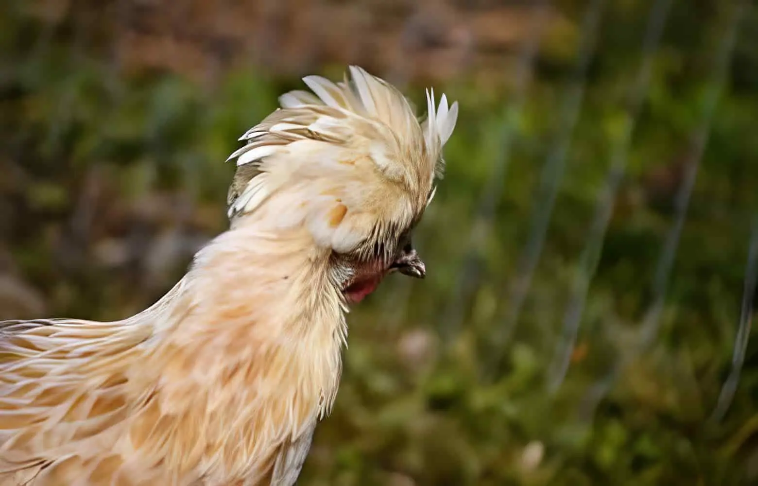 Buff Laced Polish Chicken