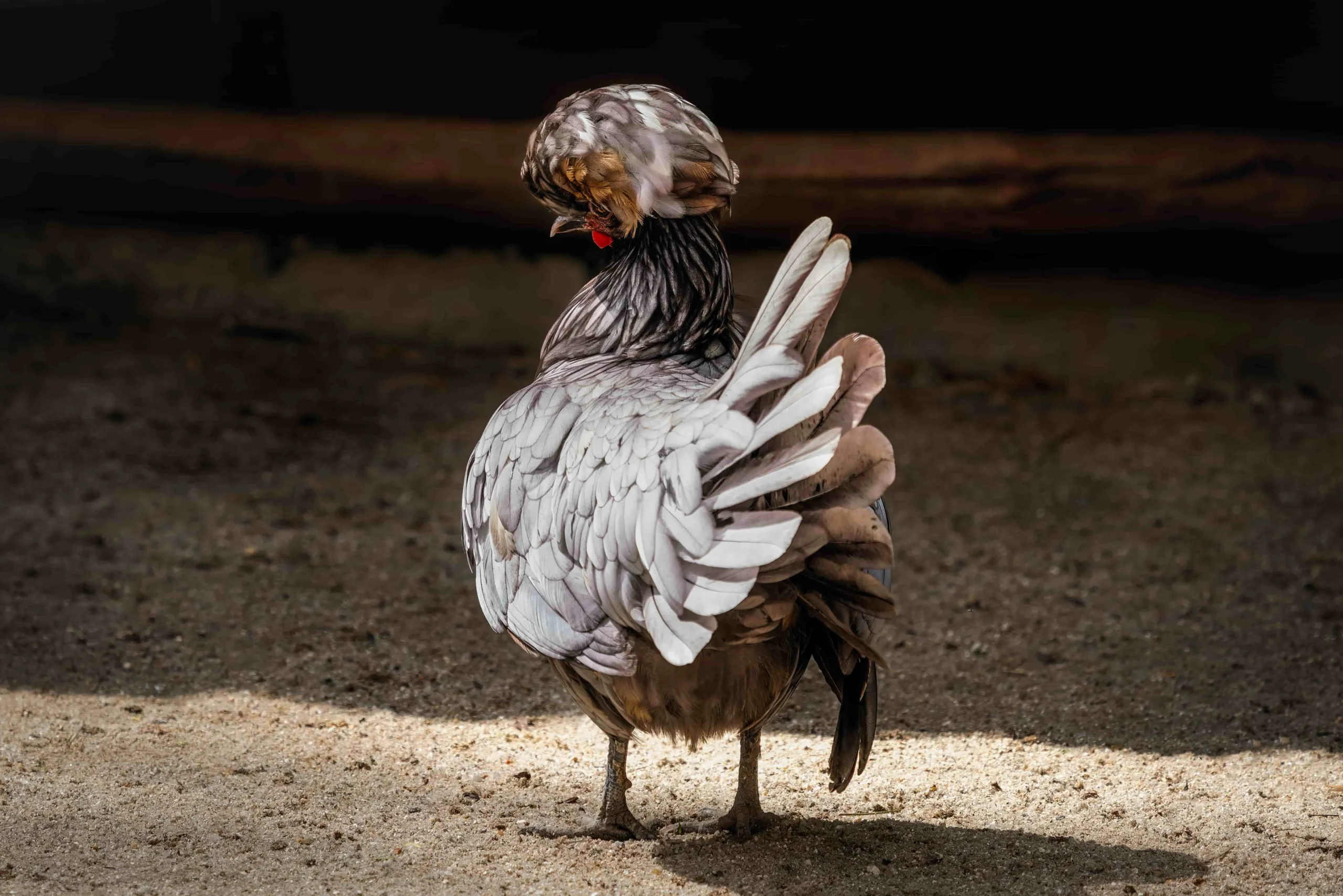 Polish Crested Chicken