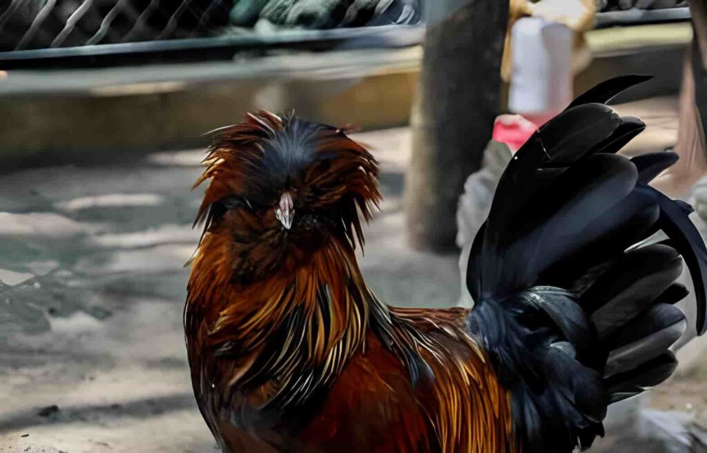 Polish Rooster 2 Min