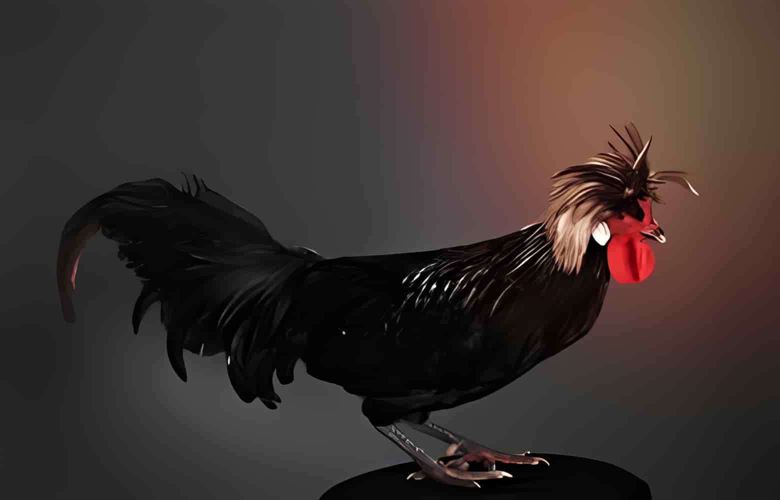 Polish Rooster