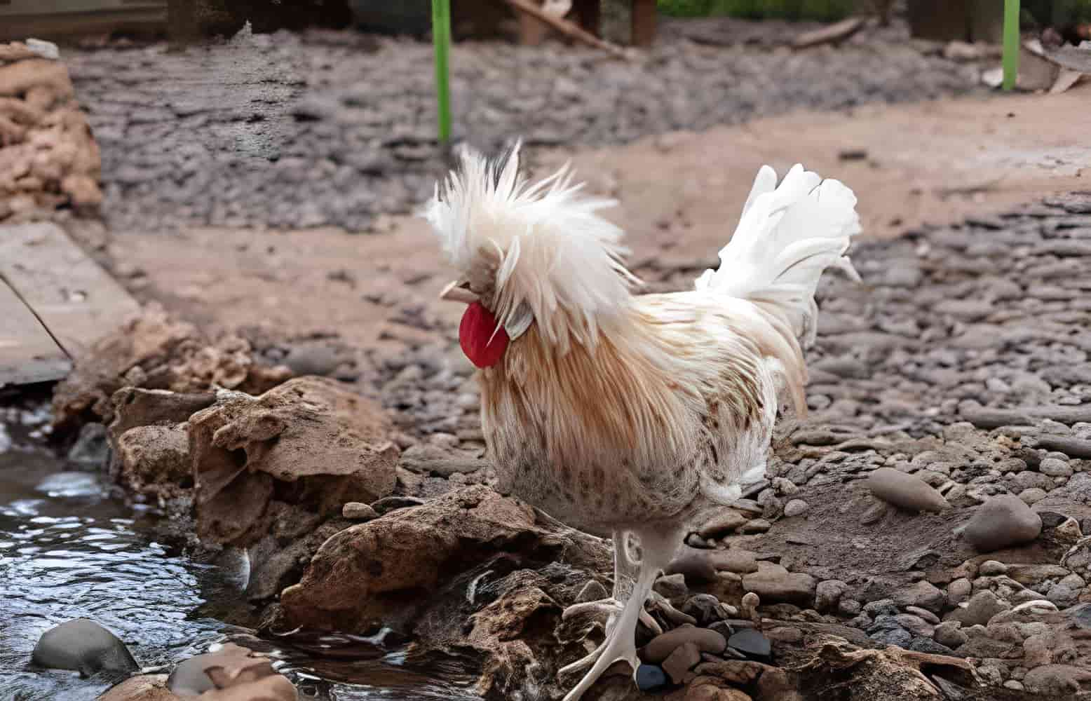 White Polish Chicks