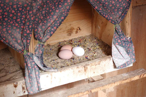 Polish Hens Start Laying Eggs